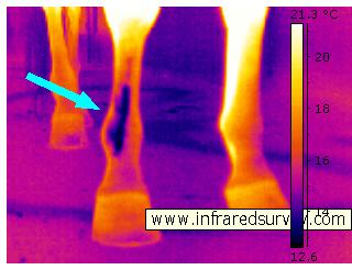 Horse leg IR